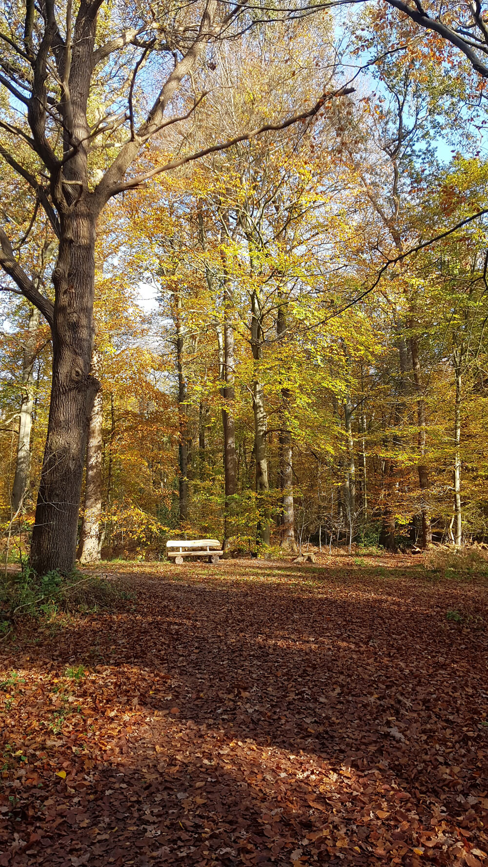 Wald Herbst